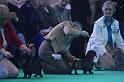 Crufts_dachshunds 137